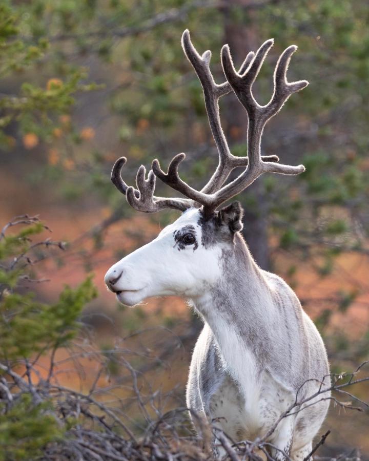 Lapland Dream Villas Rauhala Luaran gambar